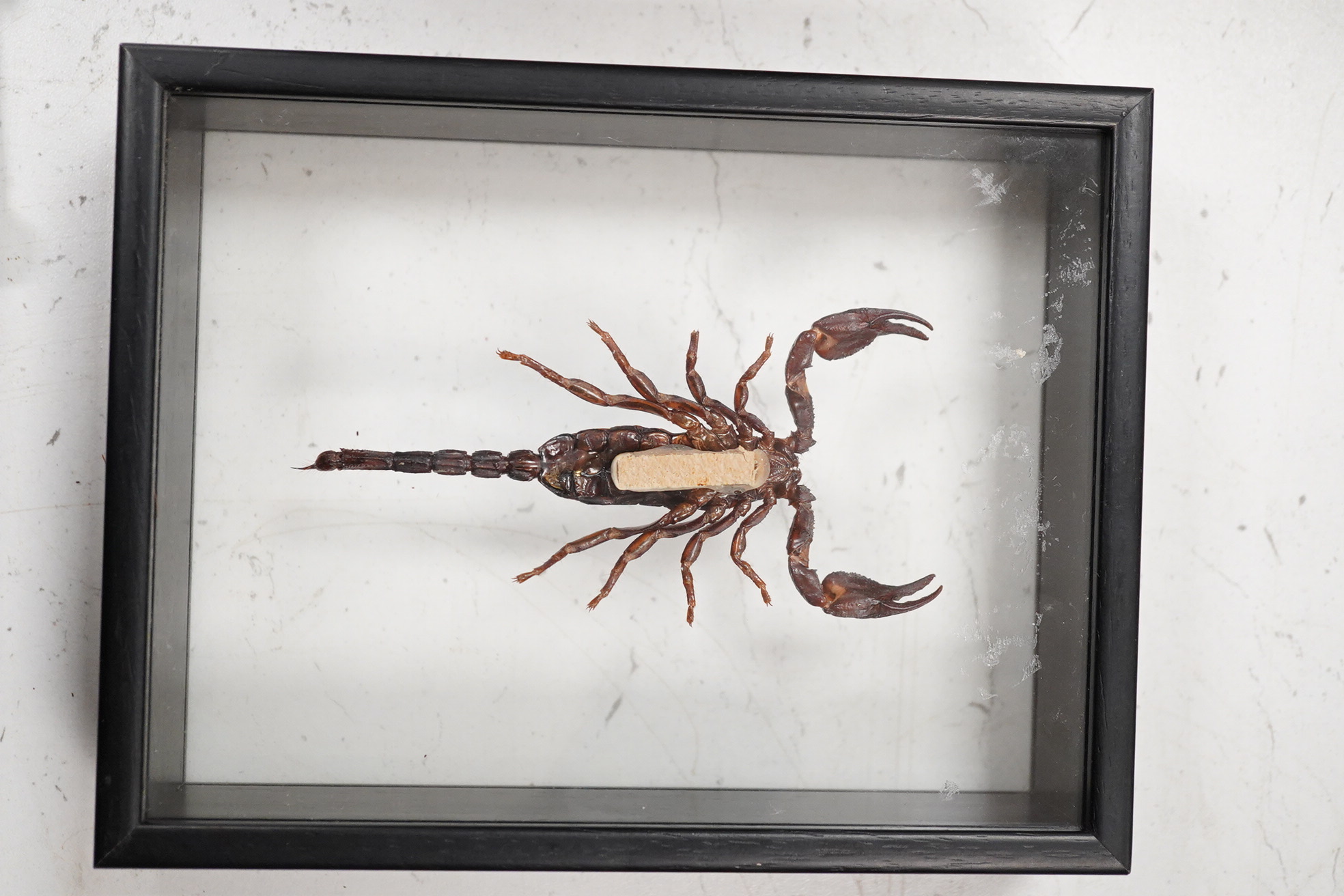 A collection of four cased taxidermy insects; the male and female Atlas Moths, 38.5cm x 31cm x 5.5cm, a Praying Mantis, a Harlequin beetle, and a Scorpion, all mounted in black painted frames, with glazed front and back